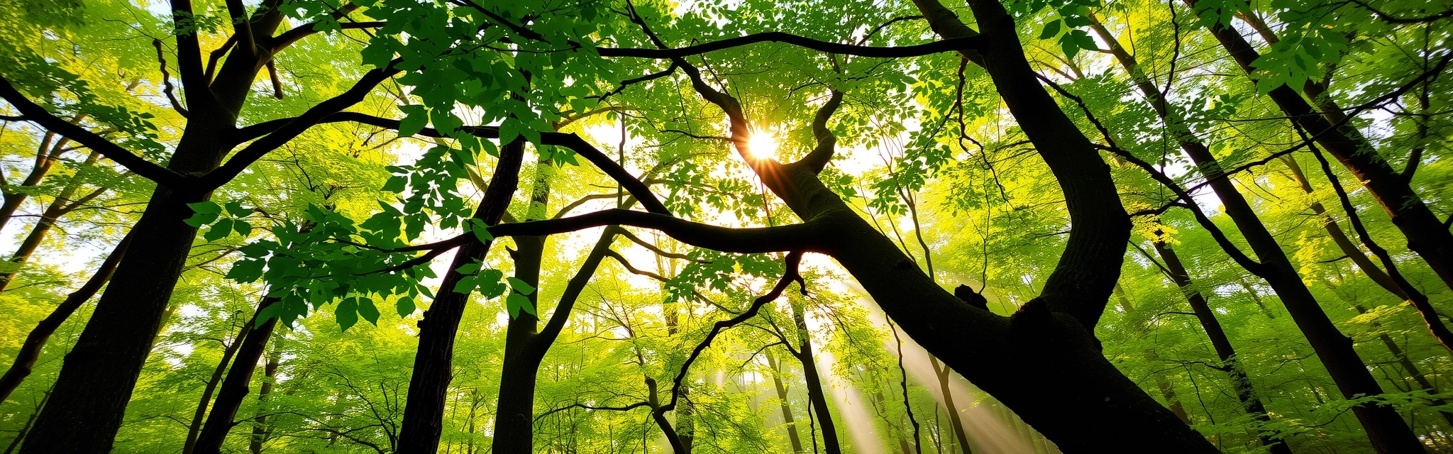 Lush green forest with sunlight filtering through leaves, symbolizing nature's purity and vitality.